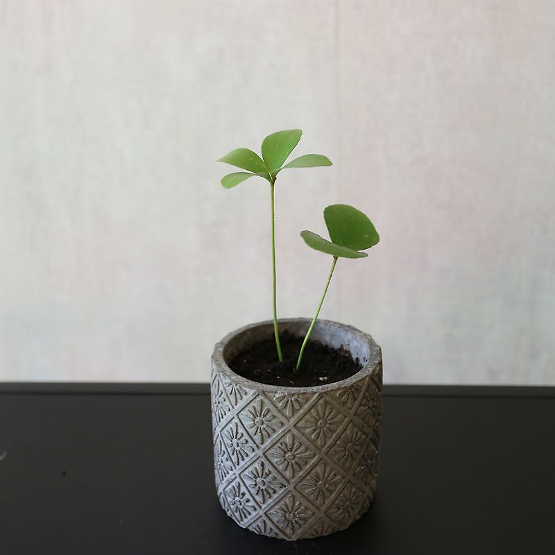 Muji style potted plant*PD82/lucky tree carved Cement pot/ Cement pot/good home decoration - ตกแต่งต้นไม้ - พืช/ดอกไม้ สีเขียว