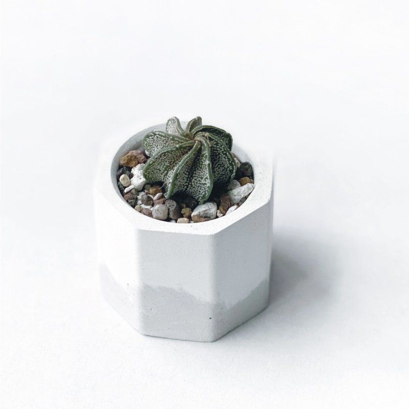 (現貨) 白灰漸層系列 | 大鳳玉八稜 小八角形雙色水泥多肉植栽 - 盆栽/植栽 - 植物．花 灰色