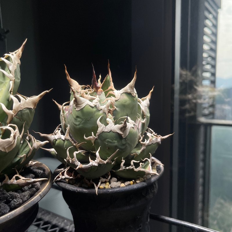 凱撒龍舌蘭 - 植栽/盆栽 - 植物．花 黑色