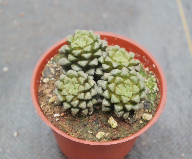 荳荳多肉植物與小雜貨 植物 花吹雪 設計館荳荳 多肉植物與小雜貨 植物 盆栽 盆景 Pinkoi