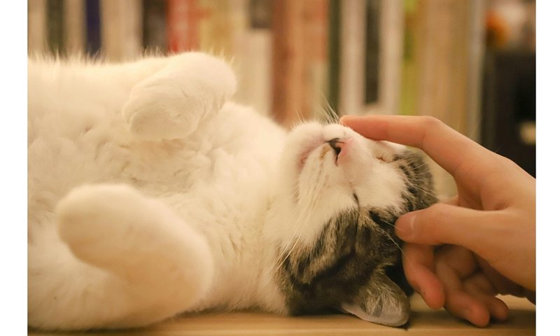聽見牠的聲音 - 動物溝通入門體驗 + 藝術覺察療癒工作坊 - 攝影/心靈/講座 - 其他材質 