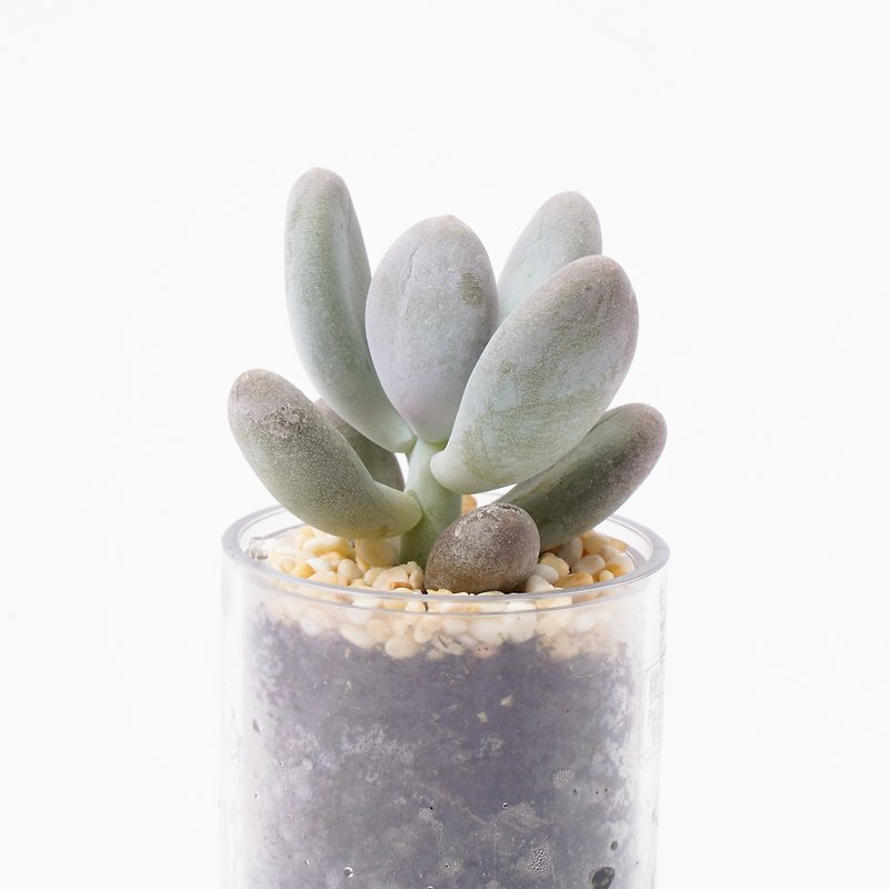 【Peach Beauty】Smart Potted Pots for Succulents | - Plants - Plants & Flowers 