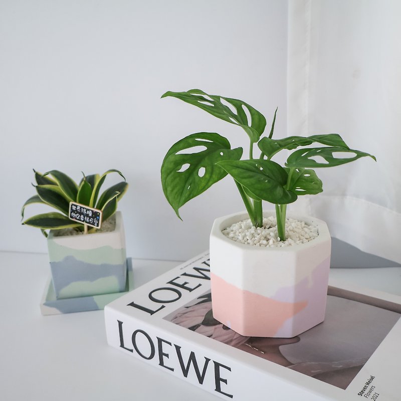 Window hole philodendron·Yuhi Zixia/ Cement planting/small office healing objects/birthday gift - ตกแต่งต้นไม้ - ปูน 