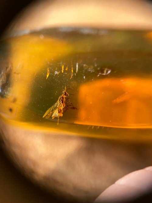 Pures Jade璞石 丨時光系列丨墨西哥天然蟲珀