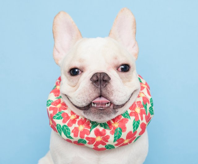 The dog is more beautiful than the cold towel, cool towel, and the fighting  dog, cooling dog collar - blue background - Shop Chubby Rainbow Clothing &  Accessories - Pinkoi