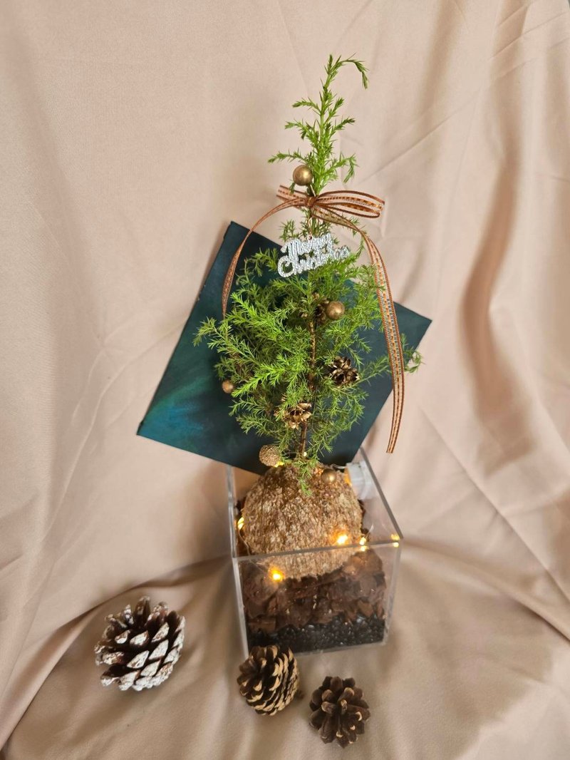 聖誕樹苔球手作課 - 植栽/花藝 - 植物．花 