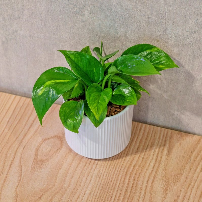 黃金葛 莫蘭迪色系直紋陶盆 室內植物 觀葉植物 禮物 盆栽 - 植栽/盆栽 - 植物．花 白色