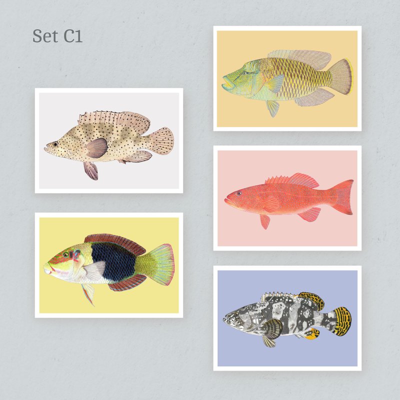 【Hong Kong Saltwater Fish】Postcard Set C - Cards & Postcards - Paper 