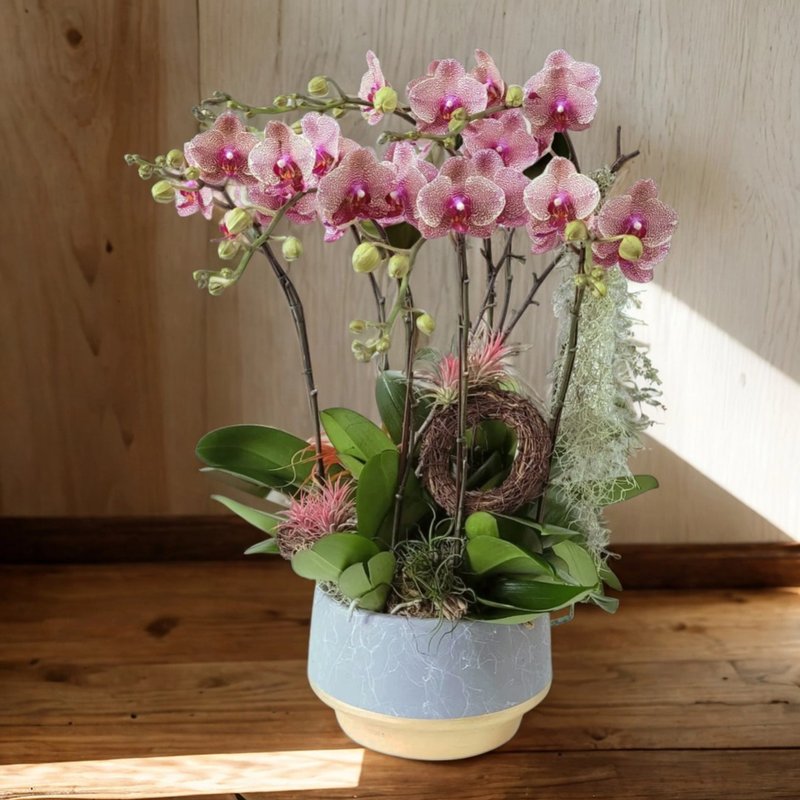 格蘭花店 - 中花蝴蝶蘭8棵 GF00167 - 盆栽/植栽 - 植物．花 