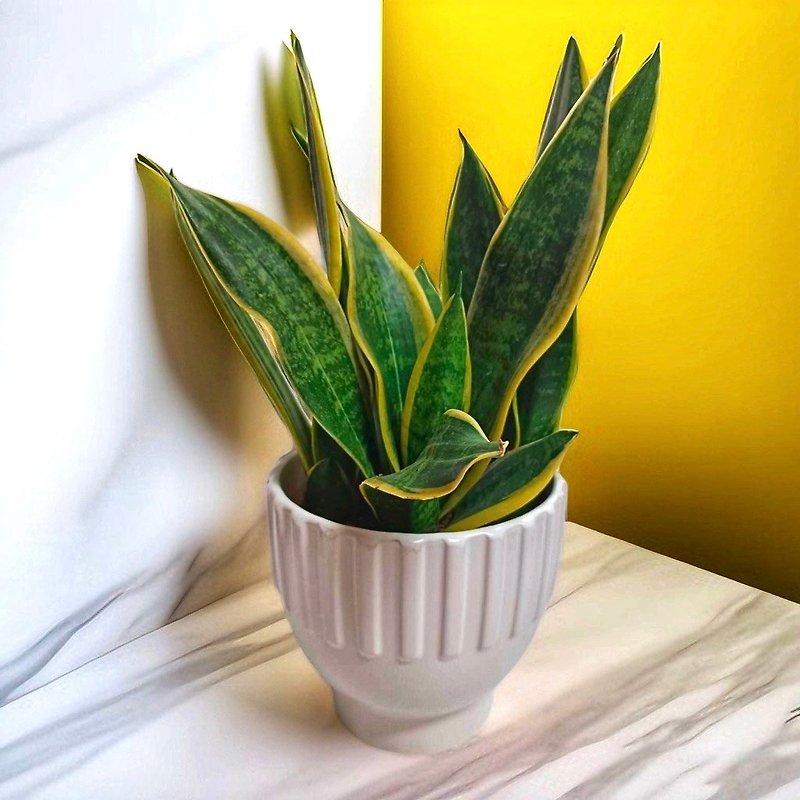 [Greek Style] Sansevieria shaped potted plants as gifts for personal use, office and home furnishings - ตกแต่งต้นไม้ - พืช/ดอกไม้ 