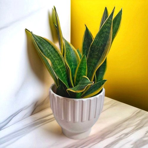 ORCHID CHEN 蘭沉空間 【希臘風格】虎尾蘭造型盆栽 送禮自用 辦公室居家擺設