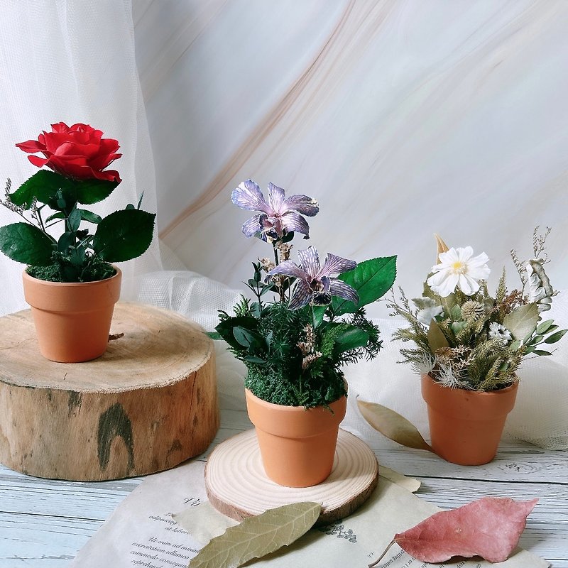 プリザーブドフラワー鉢植え、室内装飾品、オフィスデスクアクセサリー - 観葉植物 - 寄せ植え・花 