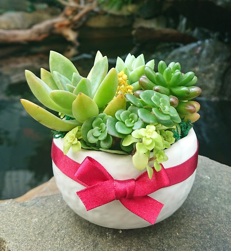 White Moon--small meaty pots | potted gift birthday - ตกแต่งต้นไม้ - พืช/ดอกไม้ ขาว
