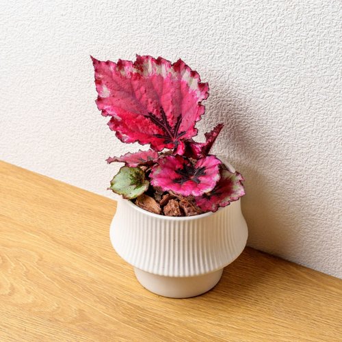 巧繪網植物館 蛤蟆海棠 現代感直線陶瓷盆白色 桌上型盆栽 觀葉植物 禮物 盆栽