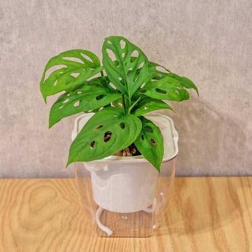 巧繪網植物館 窗孔龜背芋 免澆水方形盆栽 室內植物 觀葉植物 禮物盆栽 辦公室
