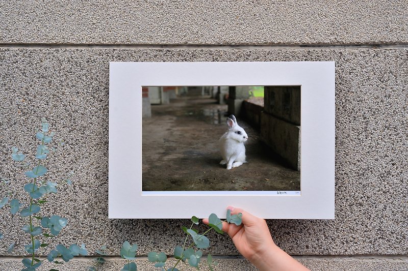 Limited edition rabbit photography art original-the moment of staring - ของวางตกแต่ง - กระดาษ สีเทา