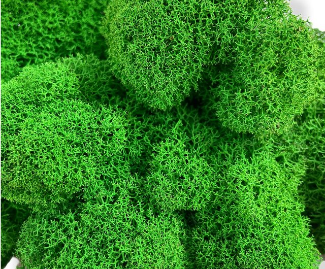 Moss tree, green decor, reindeer moss, decor for table, home decor - Shop  GreenDecor Plants - Pinkoi