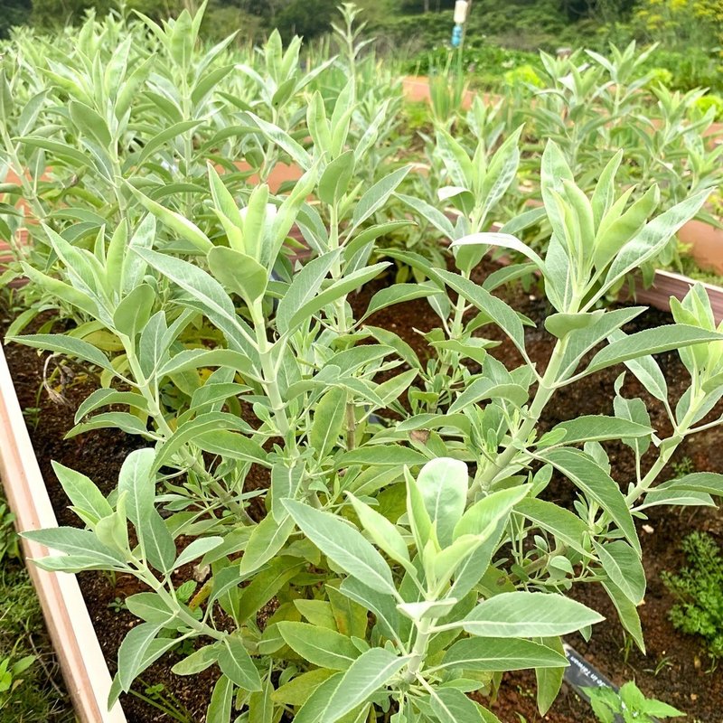 原葉白鼠尾草-台灣本地自產-乾燥散裝 - 香氛/精油/擴香 - 植物．花 