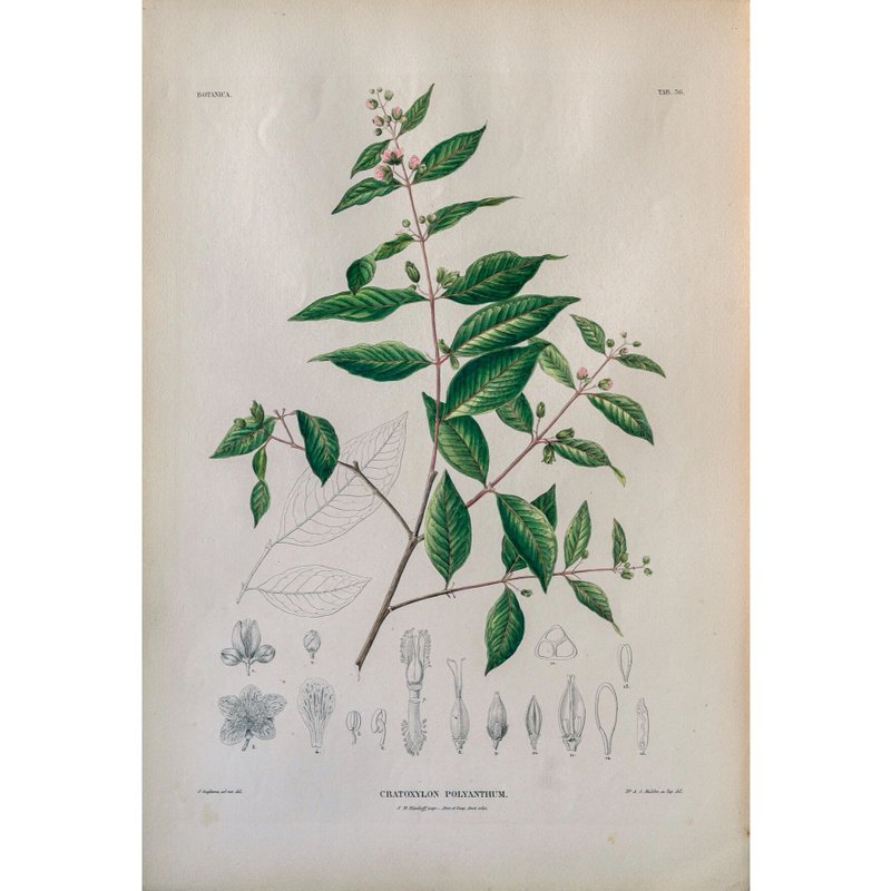 黃牛木 Cratoxylon Polyanthum - 植物圖鑑-版畫 - 海報/掛畫/掛布 - 紙 