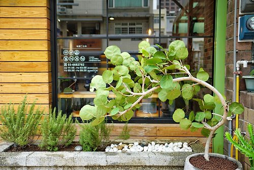 菩提園藝 【空間綠化設計案】義式餐館 | 地中海風格