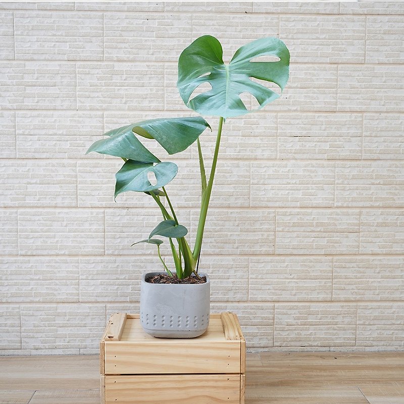 【竒花物】turtle back taro telecom orchid medium-sized potted indoor ornamental plants greening potted planting - Plants - Plants & Flowers 