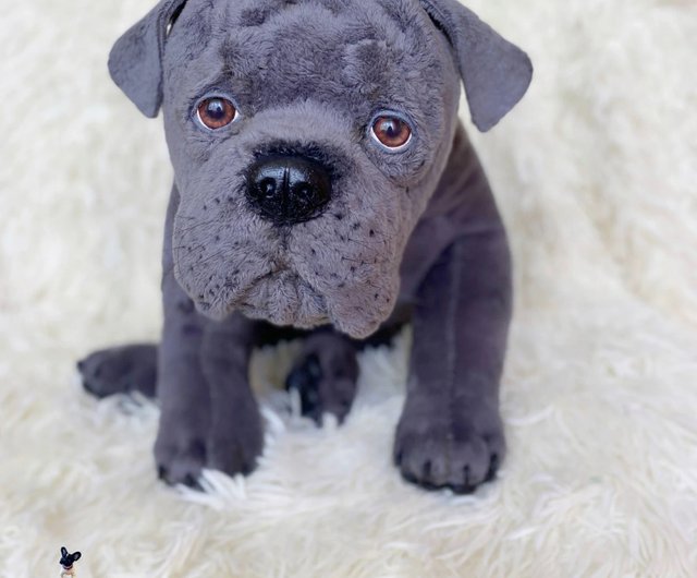 Cane corso cheap stuffed animal