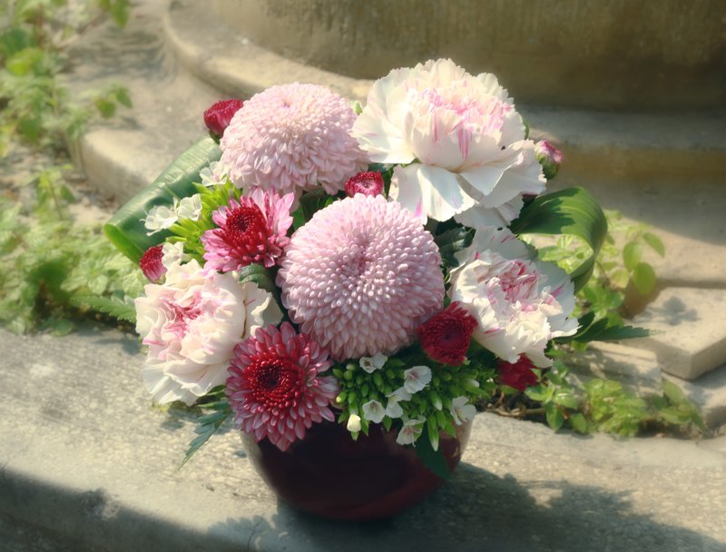 ピンポン菊 日本のテーブルフラワー - 観葉植物 - 寄せ植え・花 ピンク