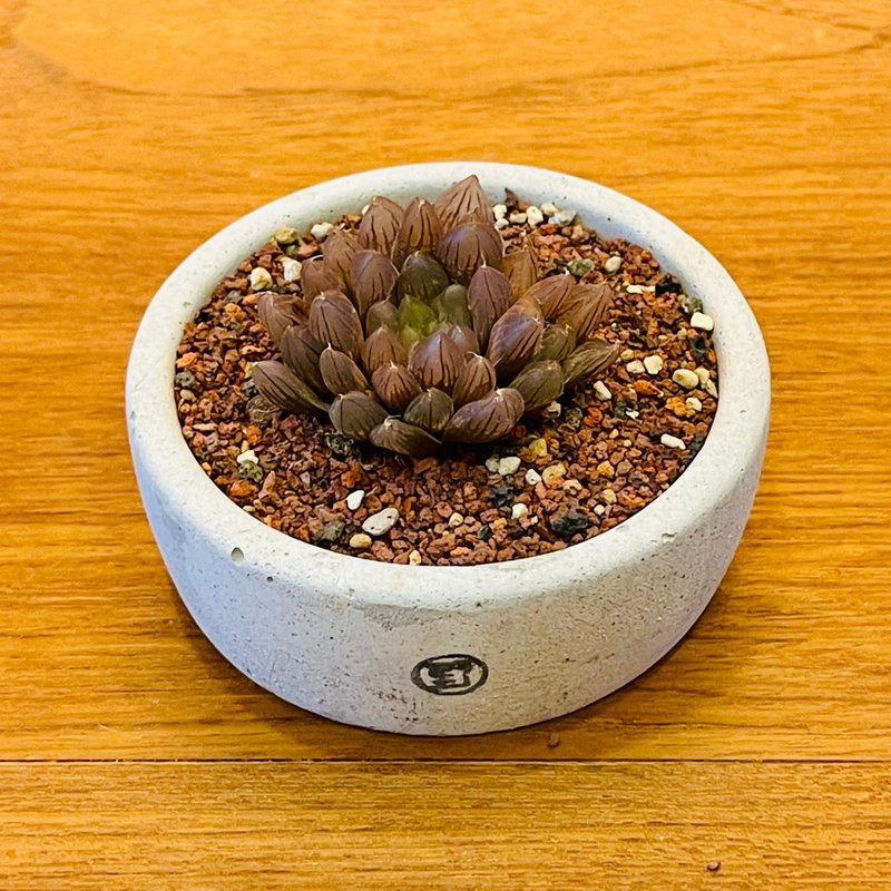 【野草不野-限時販售】紫玉露 / 扁圓盆 - 盆栽/植栽 - 植物．花 綠色