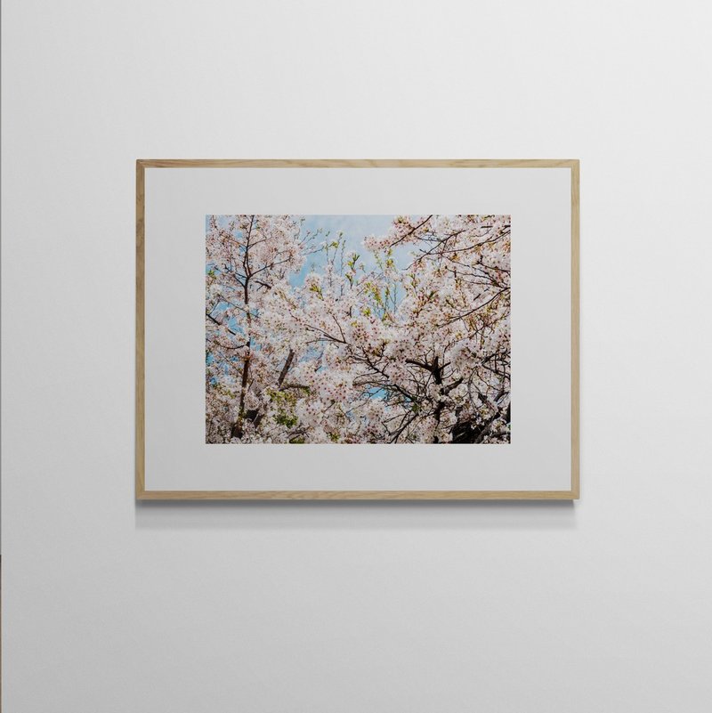 [Art Hanging Painting] Wu Jincan Leo Wu | 022 sakura Sakura - โปสเตอร์ - กระดาษ 