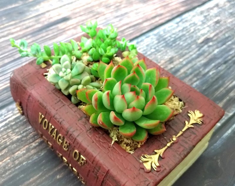 [Potted plant] A succulent can be customized succulent pot/healing/graduation gift/decoration - Plants - Plants & Flowers 