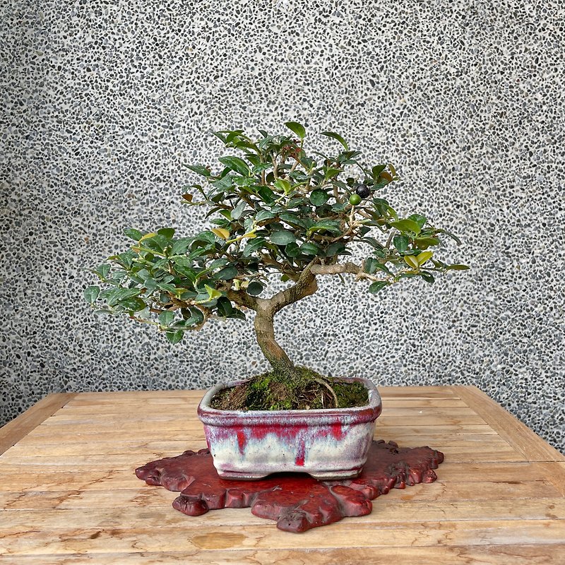 Xiaopin Bonsai-Black Caper Bonsai - Plants - Plants & Flowers 