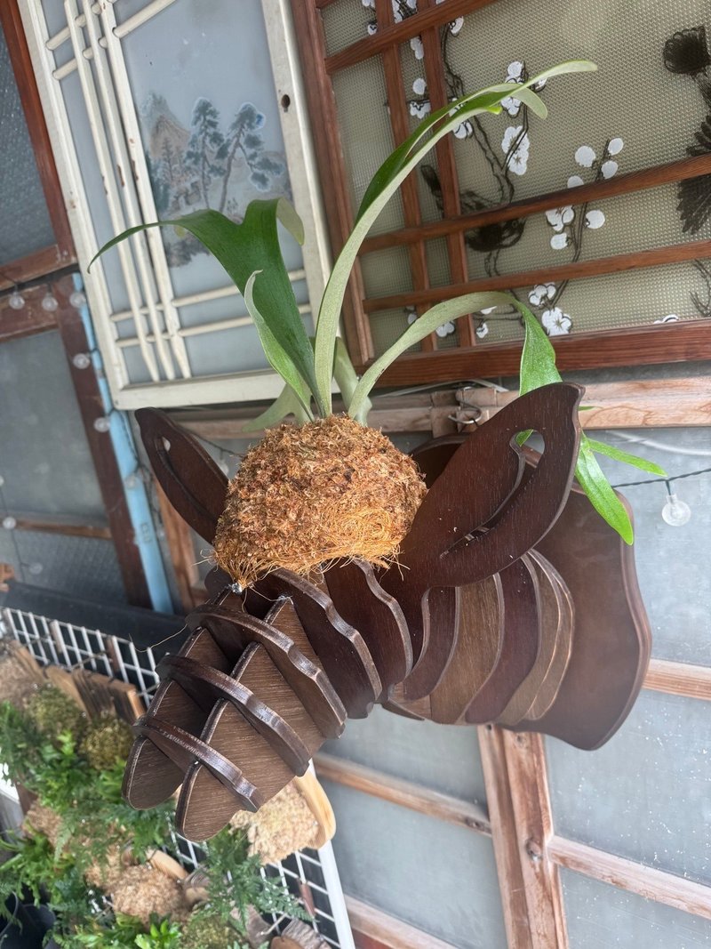 創意麋鹿頭裝飾上板鹿角蕨(二叉鹿角蕨) - 植栽/盆栽 - 木頭 咖啡色