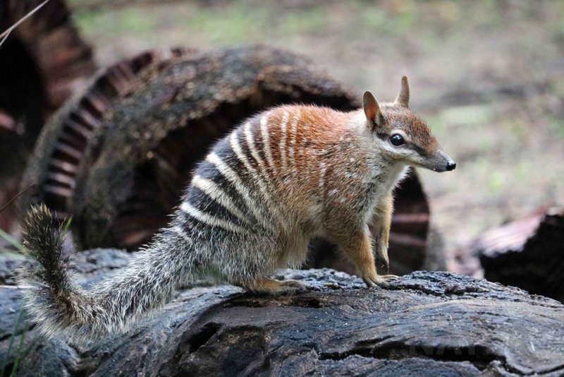 Made to order Australian numbat realistic animal stuffed art doll - 公仔/玩偶 - 其他人造纖維 多色
