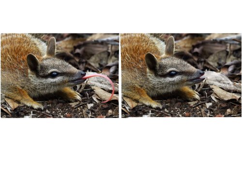 オーストラリアのフクロアリクイのリアルな動物のぬいぐるみ