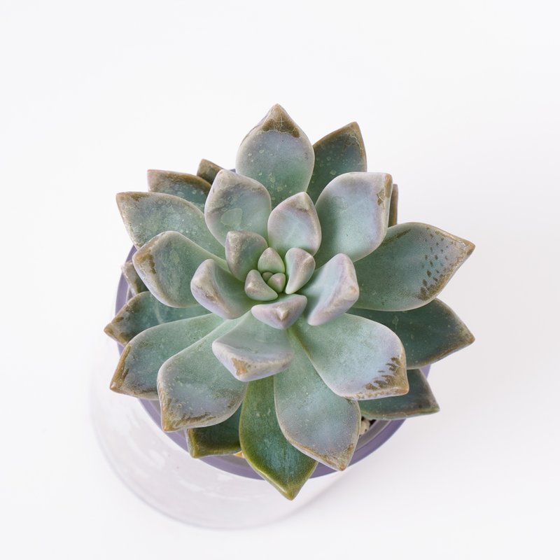 【Light Snow】Succulent Plant Smart Pot | - ตกแต่งต้นไม้ - พืช/ดอกไม้ 