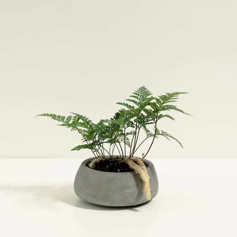 Rabbit's foot fern│Mud work series│Fuku Plantation - Plants - Cement Green