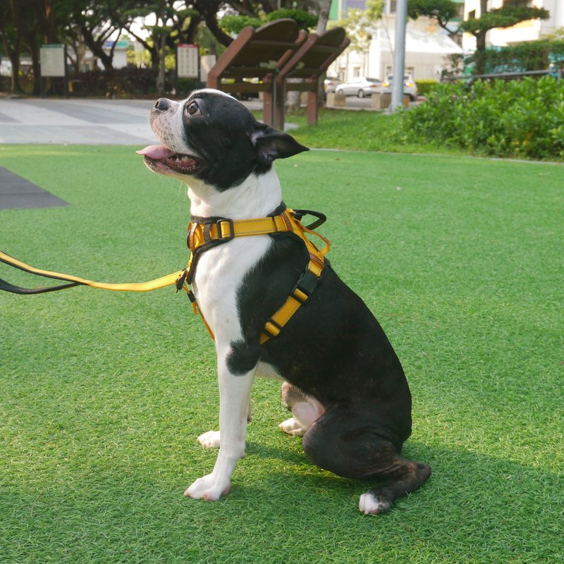 Pawfect-Fit! Pet Harness-M - ปลอกคอ - เส้นใยสังเคราะห์ 