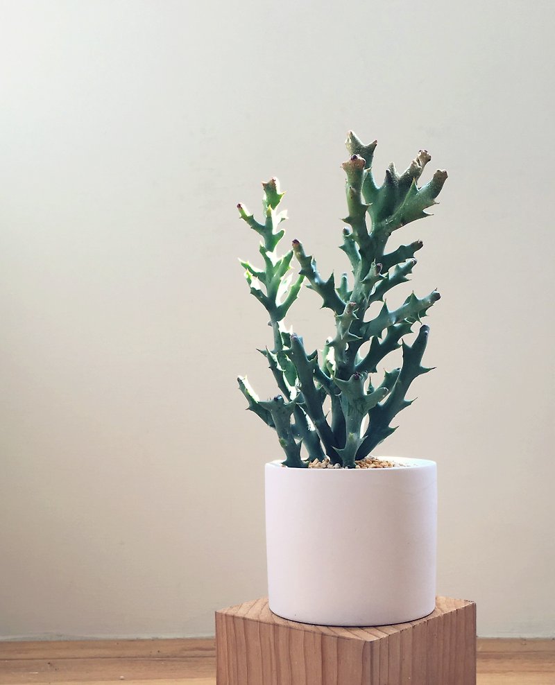 (Pot Plant) Deer Horn (Flesh Healing Office Small House Home Gift) - Plants - Pottery 