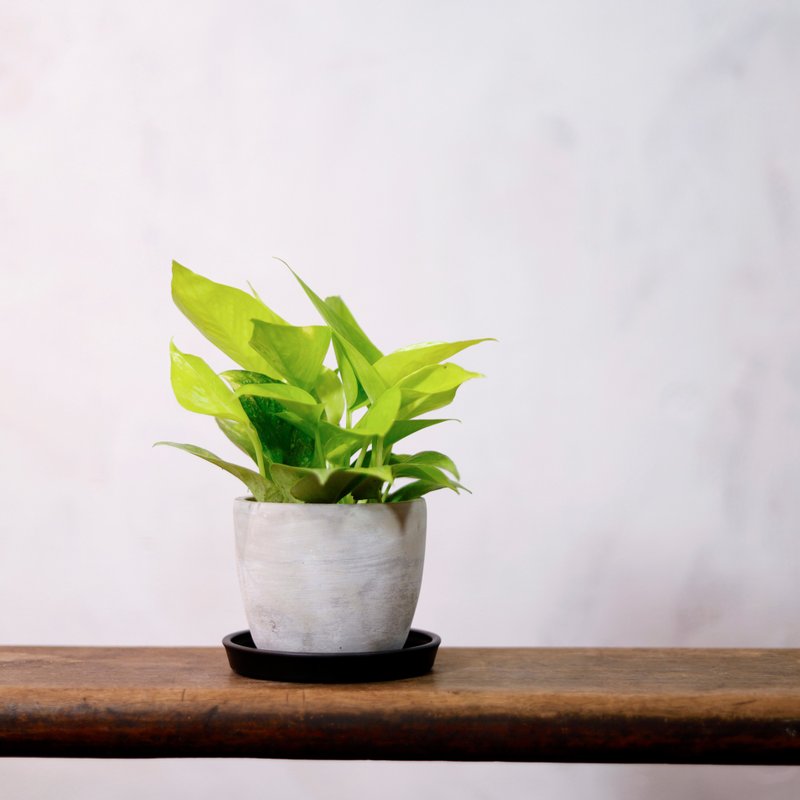 【室內盆栽】萊姆黃金葛 觀葉植物 盆栽 植栽 發財樹 開幕送禮 - 植栽/盆栽 - 植物．花 綠色
