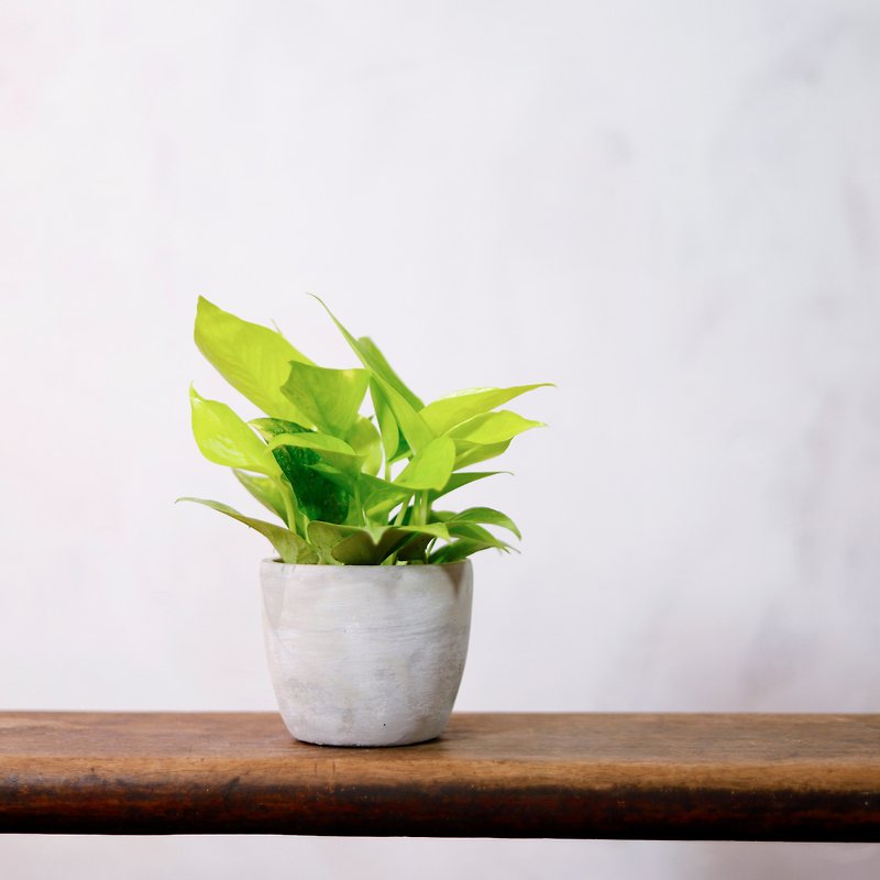 [Indoor potted plants] Lyme golden kudzu foliage plants, green potted plants, gifts - ตกแต่งต้นไม้ - พืช/ดอกไม้ สีเขียว