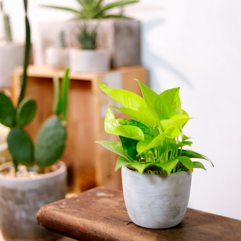 [Indoor Potted Plant] Lime Gold Kudzu foliage plant potted plant, money tree opening gift - Plants - Plants & Flowers Green