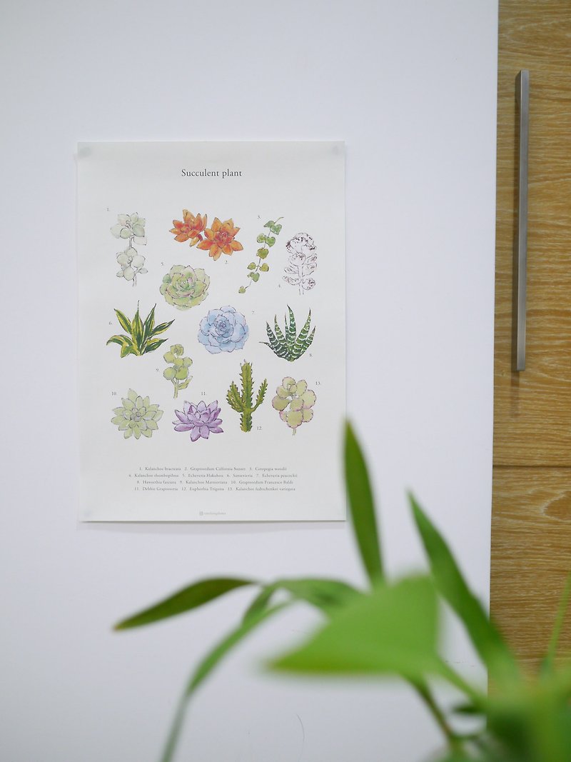 Succulents Poster - โปสเตอร์ - กระดาษ 