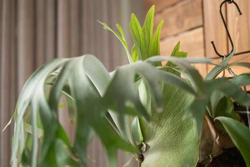 Banna A staghorn fern gift gift planting indoor plant foliage rainforest - Plants - Wood 