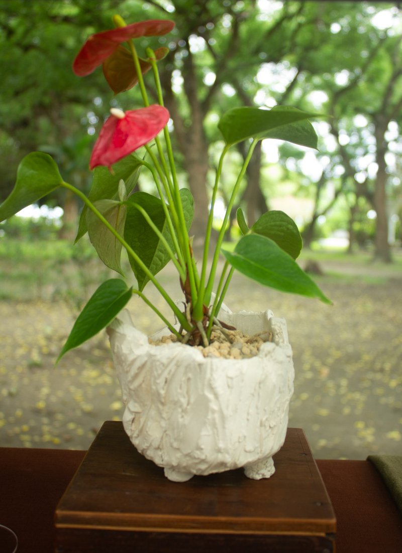 石壁火鶴 盆器 盆栽 火鶴 陶藝 禮品 - 盆栽/植栽 - 陶 