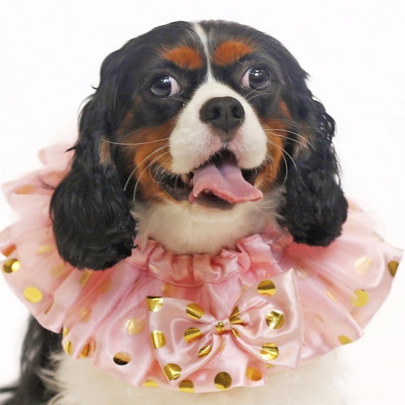 Golden Dot Pink Princess Collar Pet Clothing - Clothing & Accessories - Polyester 