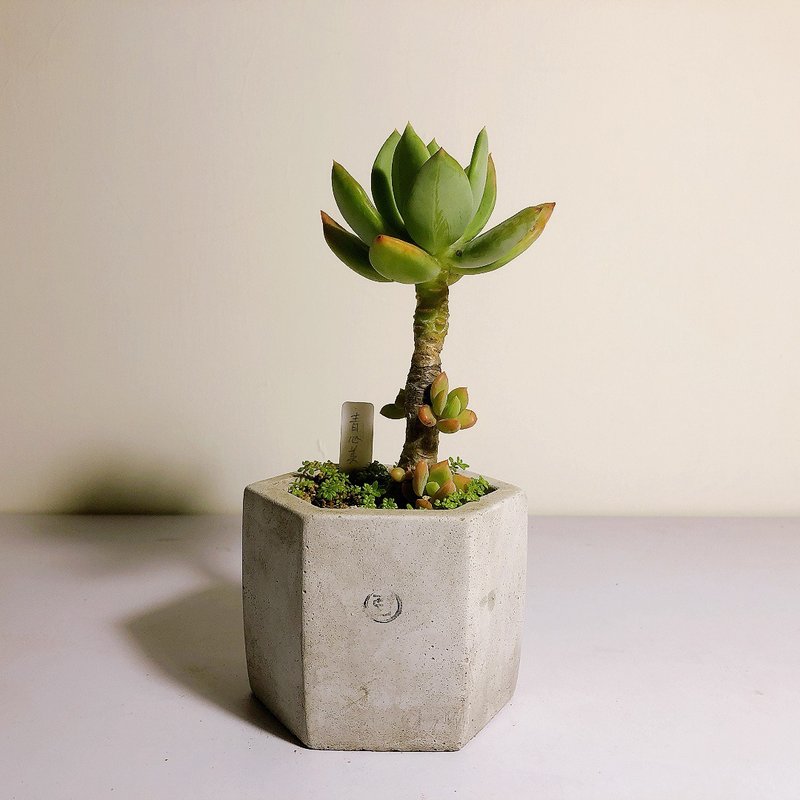 【野草不野-限時販售】青星美人 / 大六角盆 - 盆栽/植栽 - 植物．花 綠色