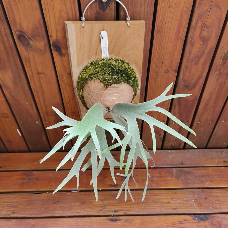 上板鹿角蕨 波哥蘇丹 P. willinckii boger Mr.suddan 絕美收藏款 - 盆栽/植栽 - 植物．花 綠色