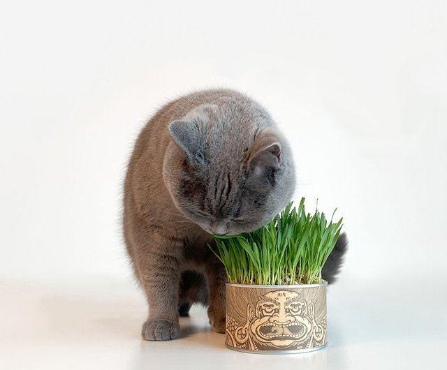 怒れる猫草の種 缶詰 土耕栽培 水耕栽培 猫草 毛猫草セット - ショップ