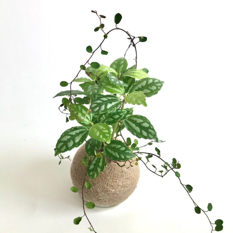冷水花 雙品組合植栽苔球 - 盆栽/植栽 - 植物．花 