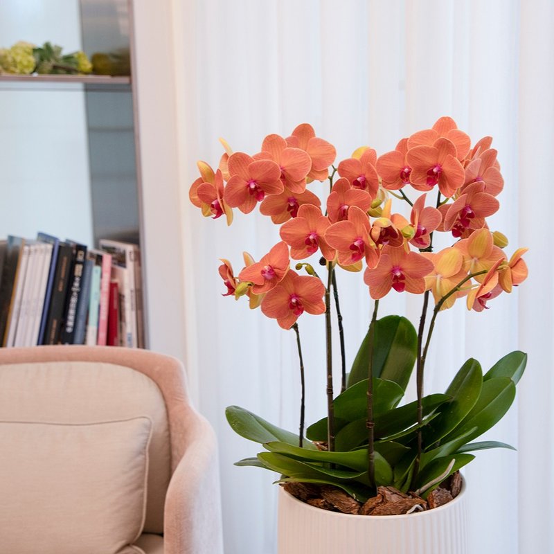 [Orchid Potted Plant] Citrus Phalaenopsis Potted Plant (Large) Opening Gift for Promotion and Housewarming Opening Potted Plant - ตกแต่งต้นไม้ - พืช/ดอกไม้ สีส้ม